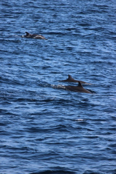 点击大图看下一张：成群结队的海豚图片