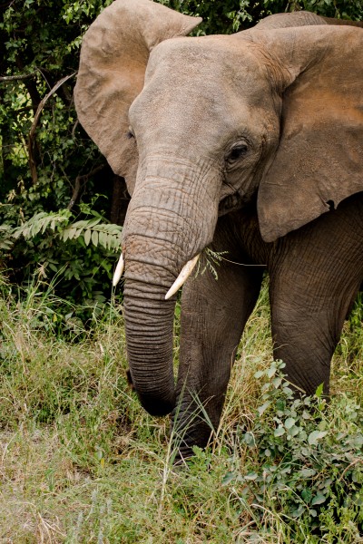 点击大图看下一张：野生的大象图片