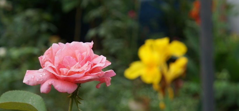 点击大图看下一张：娇艳的粉色玫瑰花图片
