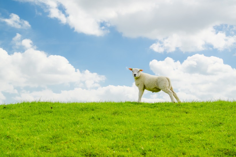 点击大图看下一张：草原上的绵羊图片