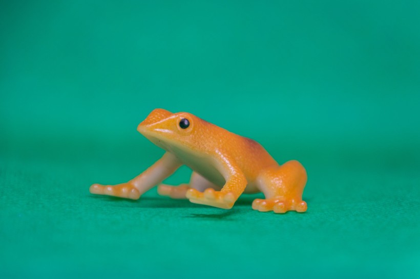 点击大图看下一张：迷你青蛙玩具图片