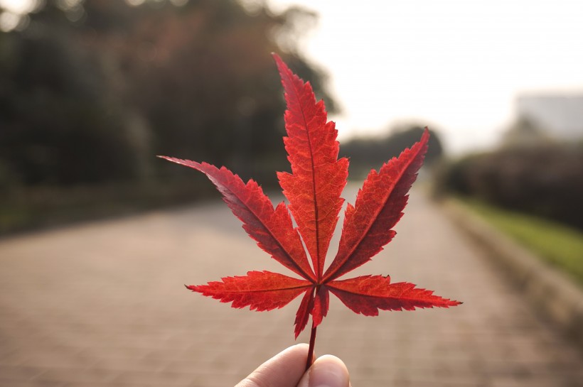点击大图看下一张:唯美的秋天色彩图片