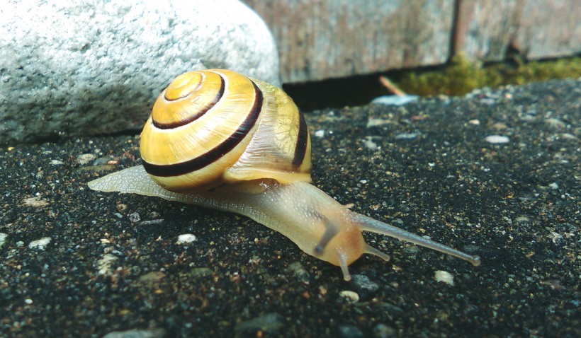 点击大图看下一张：行动缓慢的蜗牛图片