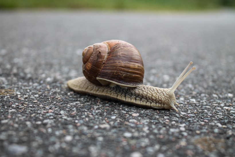 点击大图看下一张：行动缓慢的蜗牛图片
