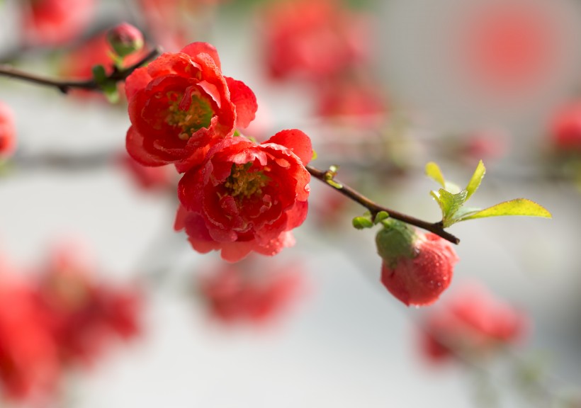 点击大图看下一张：娇艳盛开的贴梗海棠花图片