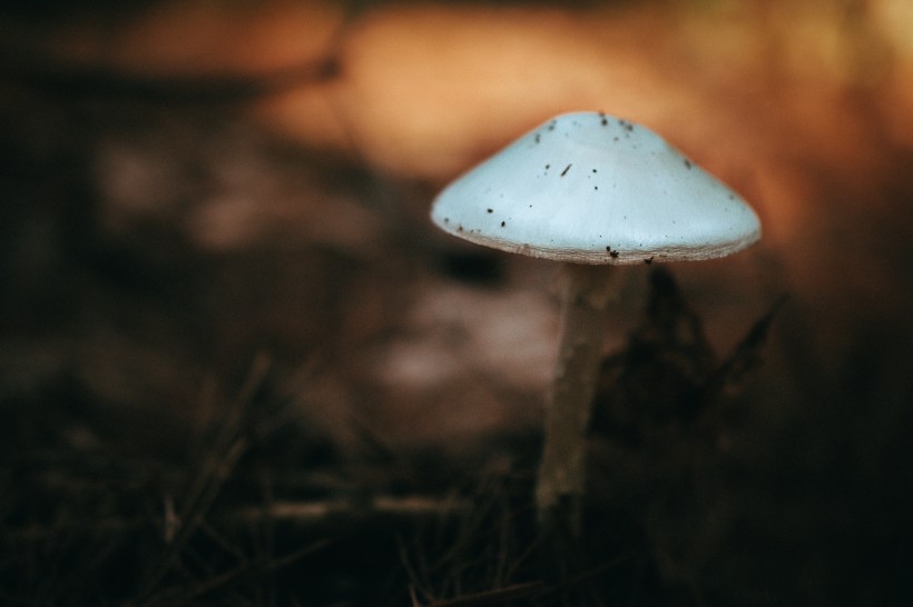 点击大图看下一张：森林里的野蘑菇图片