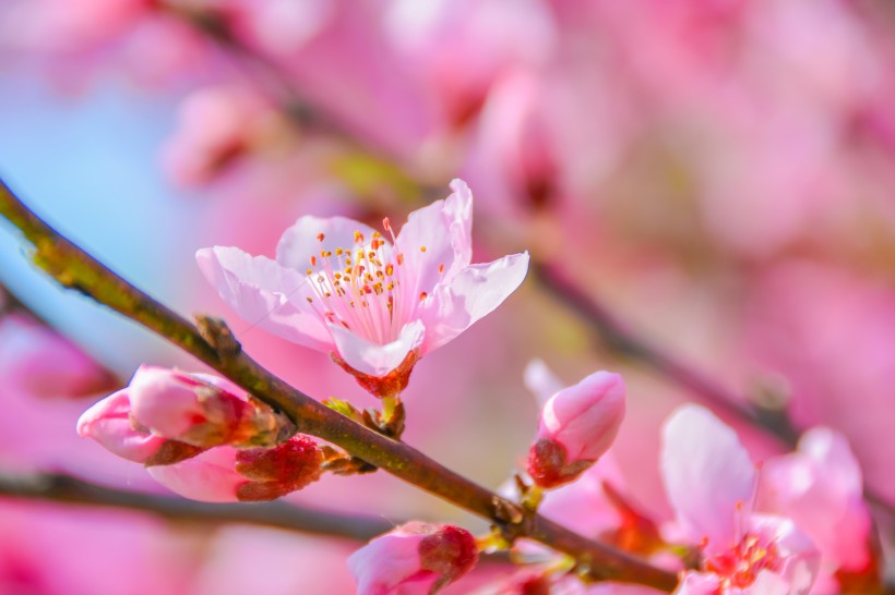点击大图看下一张：唯美好看灿烂的樱花图片