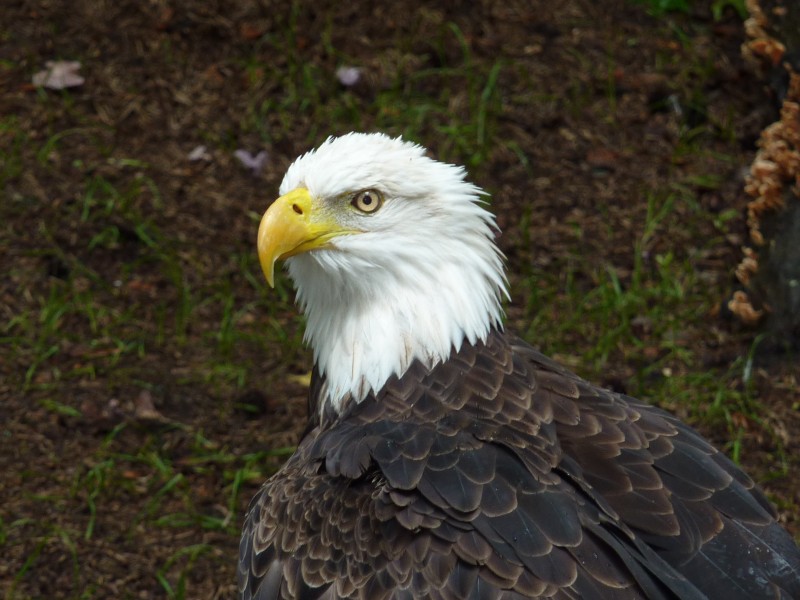 点击大图看下一张:美国国鸟白头海雕头部图片