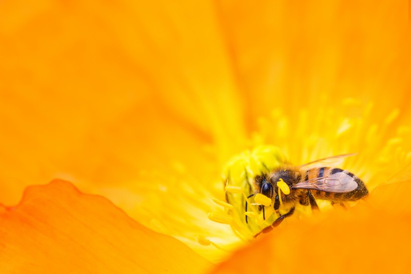 点击大图看下一张：正在采花蜜的蜜蜂图片