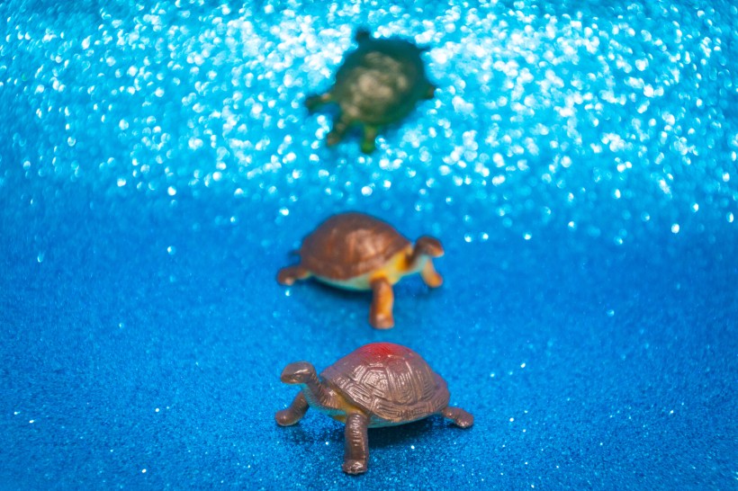 点击大图看下一张：迷你乌龟玩具图片