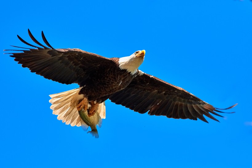 点击大图看下一张：张开翅膀的老鹰图片