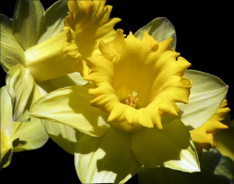 点击大图看下一张：黄色的木槿花图片