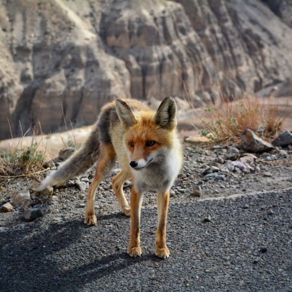 点击大图看下一张：可爱的野生狐狸的图片