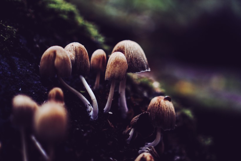 点击大图看下一张：森林里的野蘑菇图片