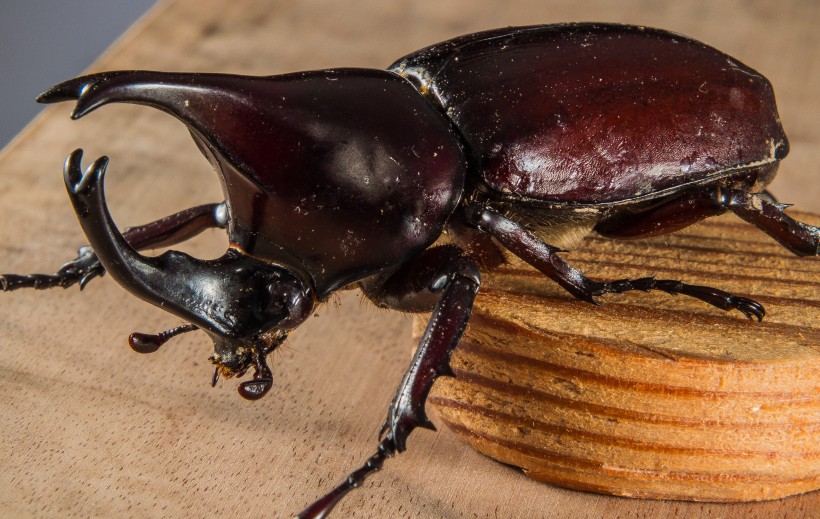 点击大图看下一张：力量惊人的犀牛甲虫图片