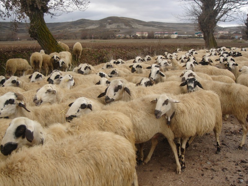 点击大图看下一张：草原上的绵羊图片