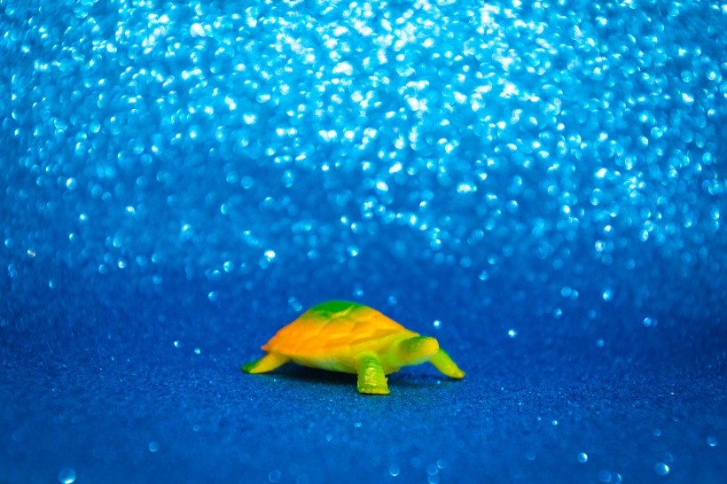点击大图看下一张：迷你乌龟玩具图片