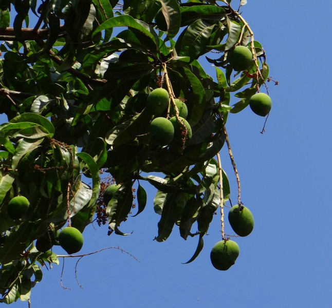 点击大图看下一张：树枝上未成熟的芒果图片