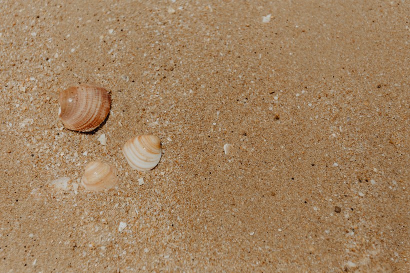 点击大图看下一张：沙滩贝壳和小石子的图片