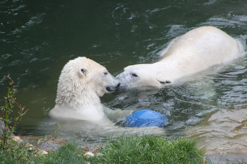 点击大图看下一张：动物园中的北极熊图片