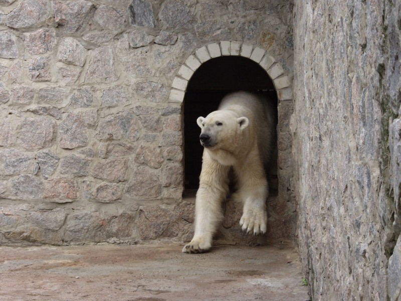 点击大图看下一张：动物园中的北极熊图片