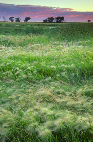点击大图看下一张：广袤的草原图片