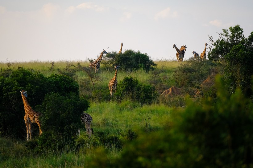 点击大图看下一张：高大的野生长颈鹿图片