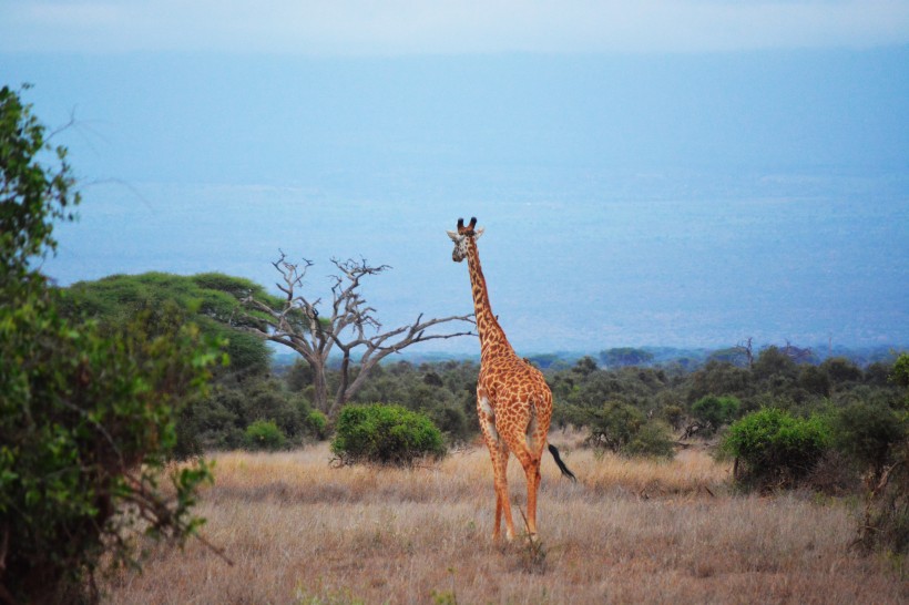 点击大图看下一张：高大的野生长颈鹿图片