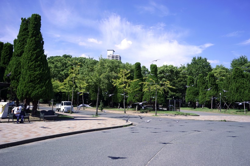 点击大图看下一张：日本大阪城公园城市风景图片