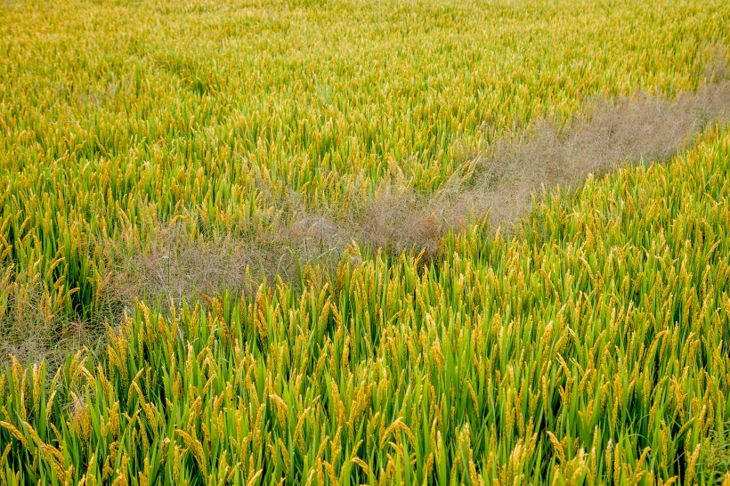 点击大图看下一张：丰收的稻田图片