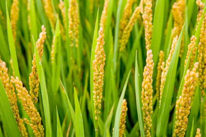 点击大图看下一张：丰收的稻田图片
