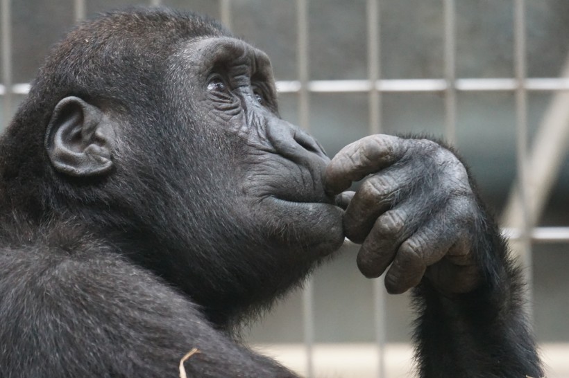 点击大图看下一张：强壮的大猩猩图片