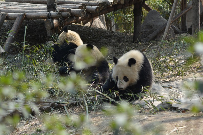 点击大图看下一张：可爱呆萌的大熊猫图片