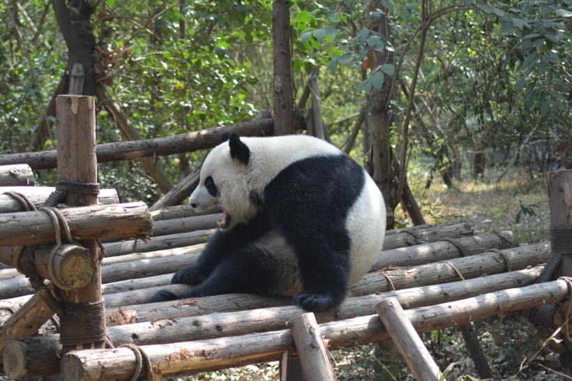 点击大图看下一张：动物园里的国宝大熊猫图片