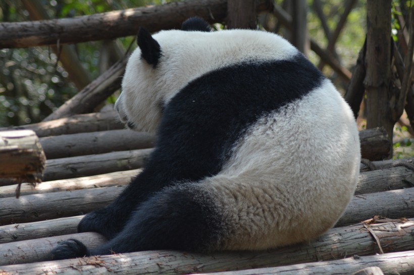 点击大图看下一张：动物园里的国宝大熊猫图片