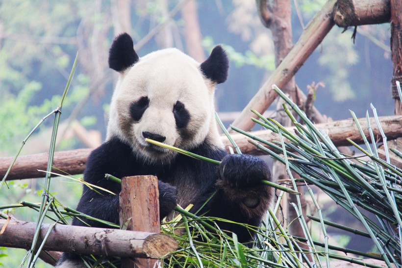 点击大图看下一张：可爱呆萌的大熊猫图片