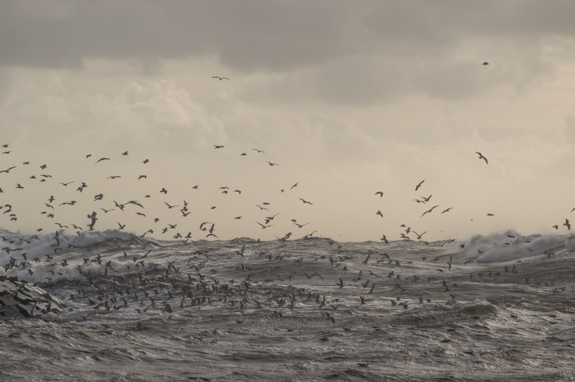 点击大图看下一张：成群结队的海鸥图片