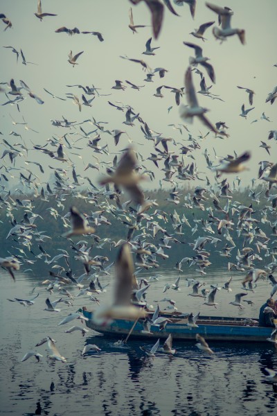 点击大图看下一张：成群结队的海鸥图片