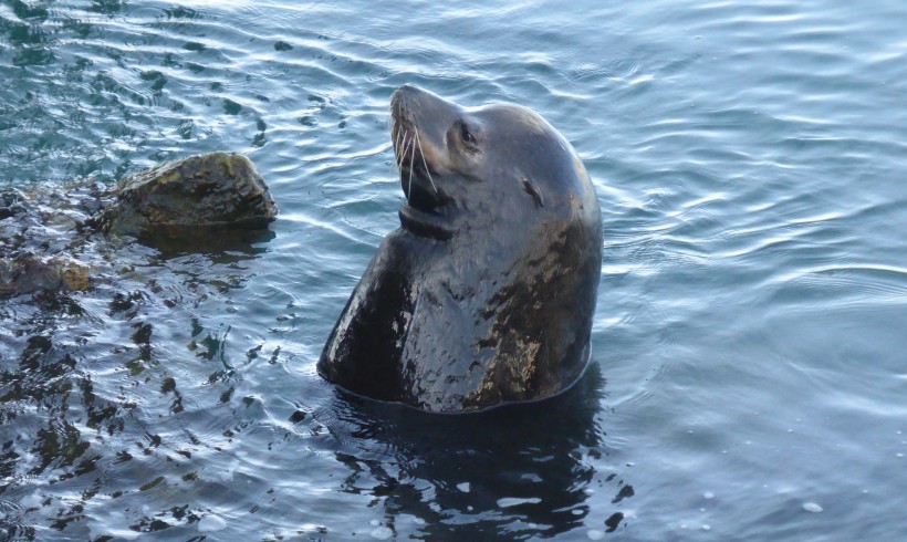 点击大图看下一张：可爱呆萌的海狮图片