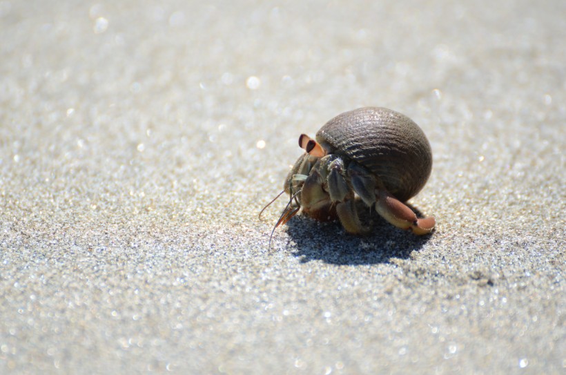 点击大图看下一张：海滩上的寄居蟹图片