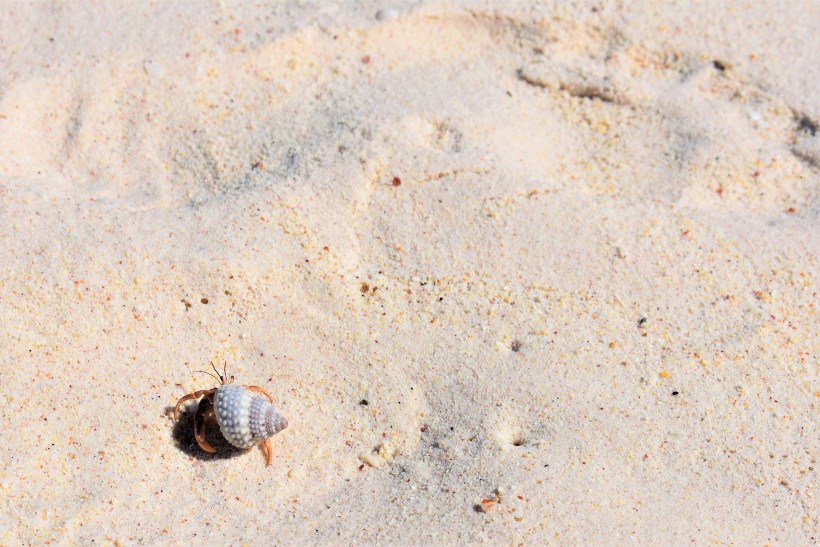 点击大图看下一张：海滩上的寄居蟹图片