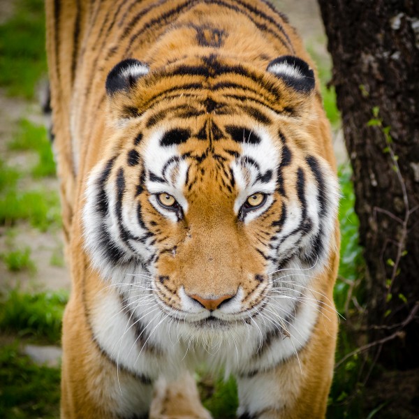 点击大图看下一张：健壮的老虎图片