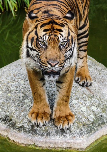 点击大图看下一张：健壮的老虎图片