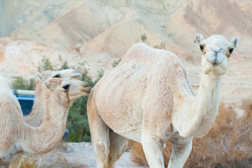 点击大图看下一张：驮着人的骆驼图片