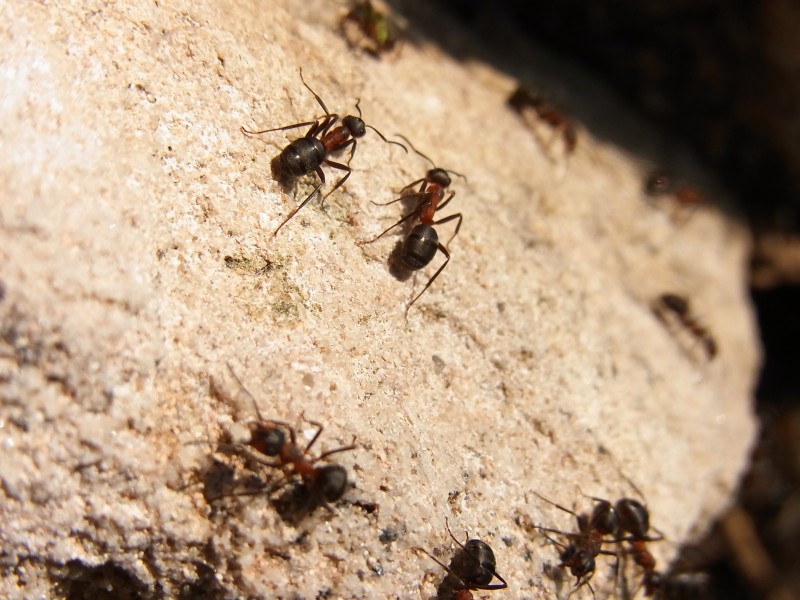 点击大图看下一张：勤劳的蚂蚁图片