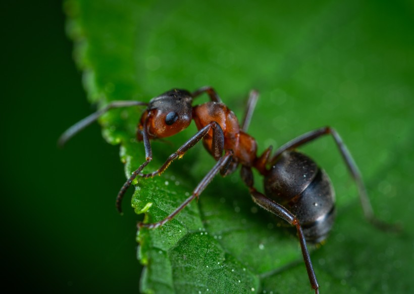 点击大图看下一张：勤劳的蚂蚁图片