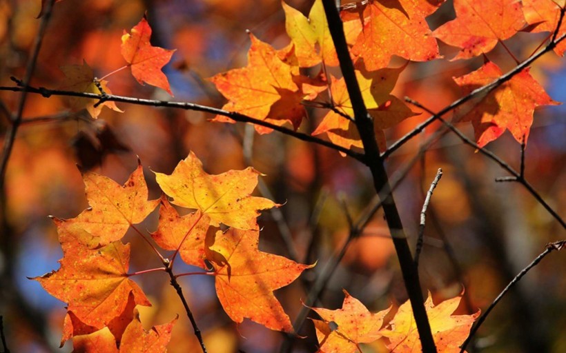 点击大图看下一张：唯美而让人沉醉的秋季风景图片