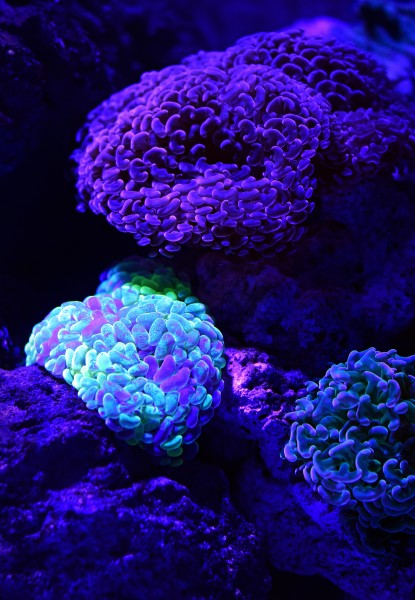 点击大图看下一张：深海里的珊瑚和珊瑚礁图片