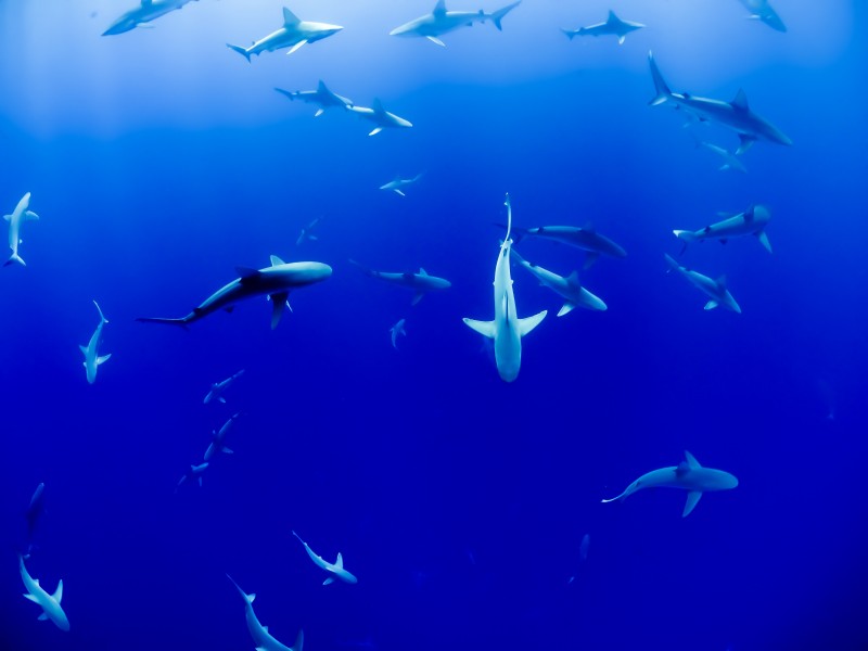 点击大图看下一张：大海里的鲨鱼图片