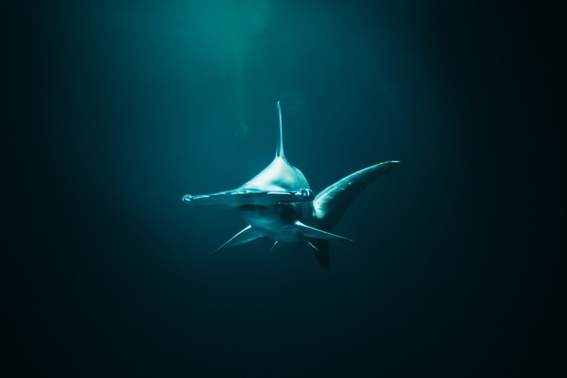 点击大图看下一张：大海里的鲨鱼图片